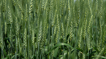 Canadian wheat crop in green stage with selective focus