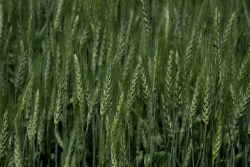 Green Canadian wheat field showing bearded heads. Saskatchewan  Agriculture image.