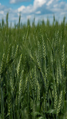 Green Canadian wheat field showing bearded heads. Saskatchewan  Agriculture image in vertical format.