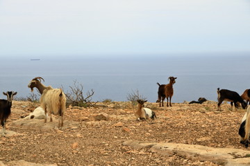 goats walk apart on a cliff facing the sea