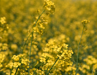 Canola field in full bloom om a farm  in Saskatchewan Canada with shallow focus