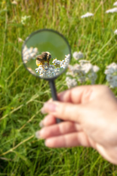 Bumblebee under a magnifying glass in a field on a flower. Hand holds magnifier. Selective focus on the insect. The background is blurry.