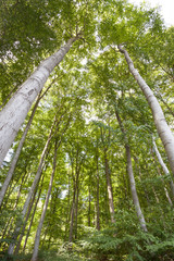 Fototapeta premium Blätterdach im Wald