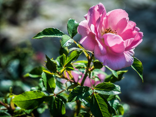 Blossom in the summer