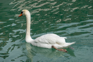 Swan in Lake Annecy