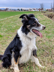 Dog border collie