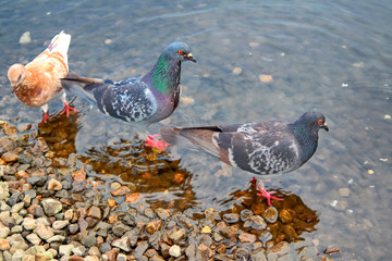 Pigeons on the river in the park close-up. Pigeon is finding food on rocks near the river.