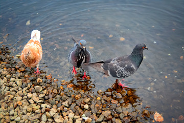 Pigeons on the river in the park close-up. Pigeon is finding food on rocks near the river.