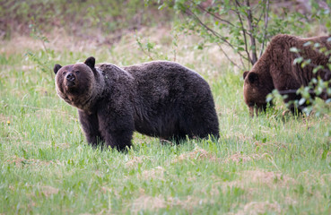 Grizzly bears in the wild