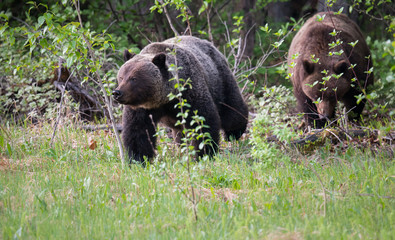 Grizzly bears in the wild