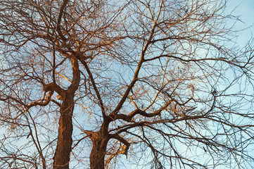 Silhouettes of trees without leaves against blue sky