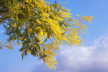 Springtime . Bright yellow flowers of Acacia dealbata tree ( mimosa ) against blue sky