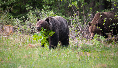 Fototapeta na wymiar Grizzly bears in the wild