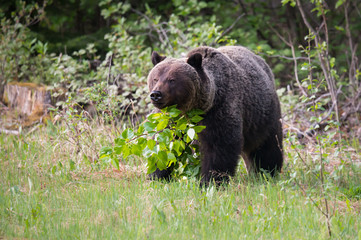 Fototapeta na wymiar Grizzly bears in the wild