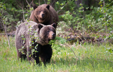 Grizzly bears in the wild