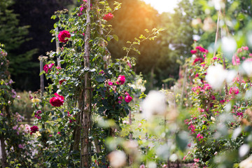 Urwüchsiger Rosengarten