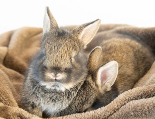 Adorable baby bunnies snuggled in a blanket