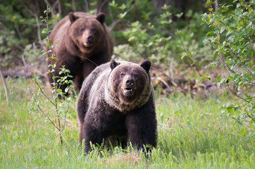 Obraz na płótnie Canvas Grizzly bears in the wild