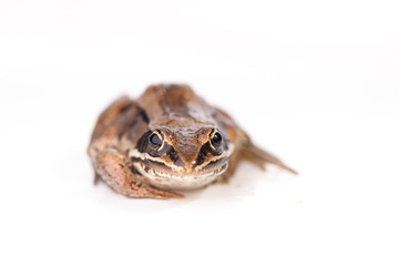 Froggy Style - Rana pipiens