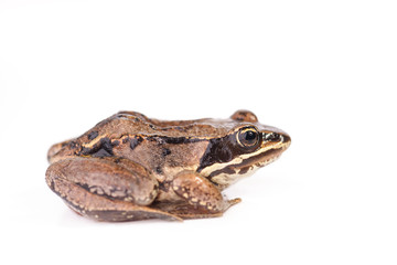 Profile View - Rana pipiens - Northern Leopard Frog