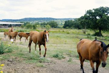 Group of mare horses coming in for feeding time.