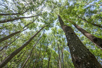 Fototapeta premium Blätterdach im Wald