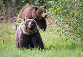Plakat Grizzly bears in the wild