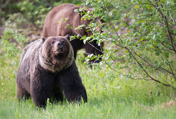 Grizzly bears in the wild