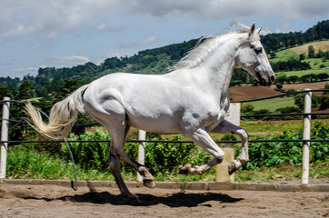 Obraz premium white horse running free