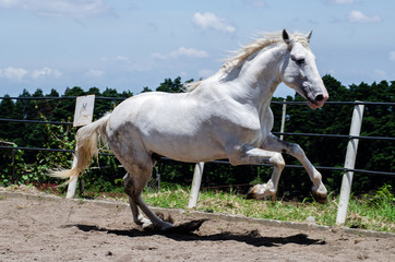  white horse running free