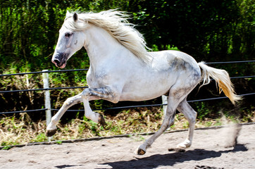 Obraz na płótnie Canvas white horse running free