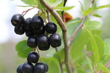 chokeberry Bush branch with dark purple fruit with green fresh leaves on the forest bright summer autumn day lit by the rays of the bright sun