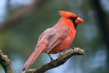 Bright crimson red common or northern cardinal (cardinalis) male in side view sitting on a branch