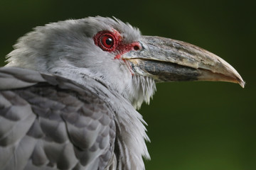 Head of a channel-billed cuckoo (scythrops novaehollandiae) in side view in front of a green background