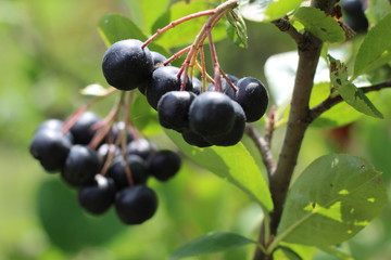 chokeberry Bush branch with dark purple fruit with green fresh leaves on the forest bright summer autumn day lit by the rays of the bright sun