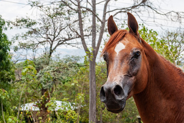 Fototapeta premium Free horse in Costa Rica