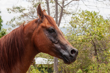 Obraz premium Free horse in Costa Rica