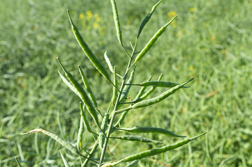 On the plant are  pods winter crops of rape
