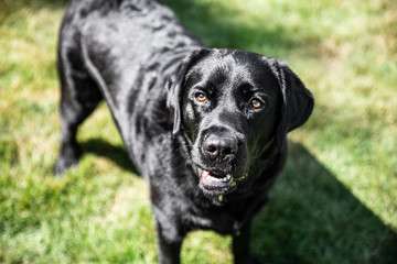 Fototapeta premium duke