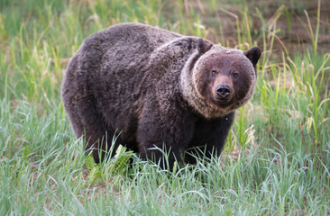 Grizzly bears in the wild