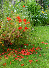 Pretty red poppies in a rural flower garden