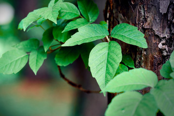 Closeup of poison ivy growing on a pine tree