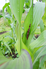 Dark tassel of Fiesta sweetcorn