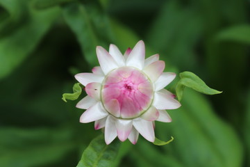 pink straw flower