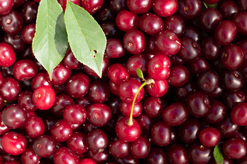 ripe red cherries  background