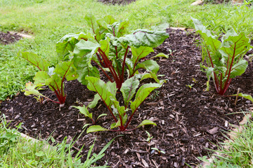 Vegetable bed full of beetroot plants