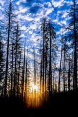 Sunrise through the Silhouetted Trees in the Forest