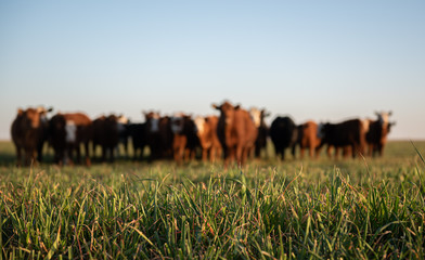 Fototapeta Herd of young cows obraz