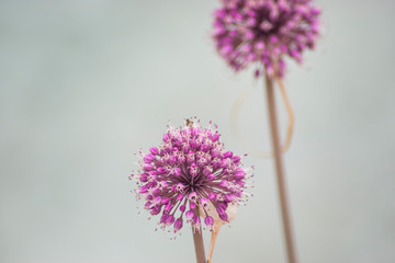 Violet Dandelion flower
