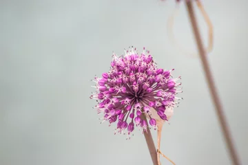 Fotobehang Zen Violet Dandelion flower  © amarildo